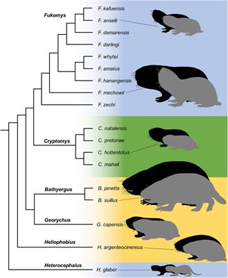 Effects of Sex and Breeding Status on Skull Morphology in Cooperatively Breeding Ansell’s Mole-Rats and an Appraisal of Sexual Dimorphism in the Bathyergidae